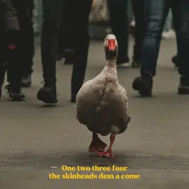 #lirik #reggae #ska #fyp 