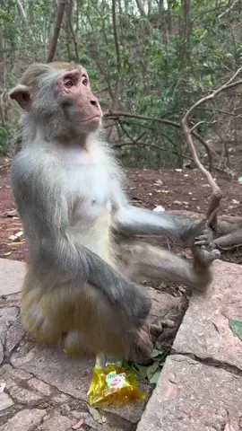 🧘 🐒  #monkey 
