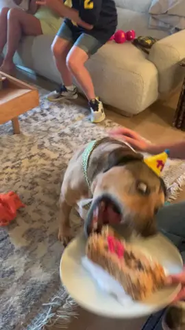 Chachi’s birthday…instant classic! #dogsoftiktok #happybirthday #dogbirthday #dogfyp #fyp #dogcomedy #funnydog #birthday #omg 