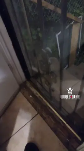 Raccoon was ready to make this his new home! 😩🦝😂 (via IG @kesraw2021) #Worldstar #Fyp #pet 