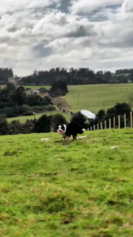 Bary🐶🐮. #parati #bordercollie #perros #vacas #training #cow #farm #chile #sur #patagonia #pastoreo #campo #engorda #like #followme #rain 
