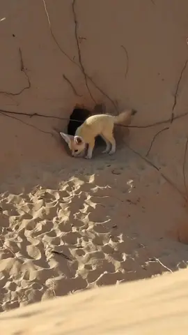 #tiktok #sahara #fennec #fox  The cutest little animal in the Sahara: the Fennec fox