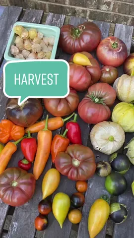 A beautiful garden harvest! With a neighborly soundtrack 😂 #gardentok #gardenharvest #harvestingvegetables #growyourownfood #gardeninspiration #cottagecore 