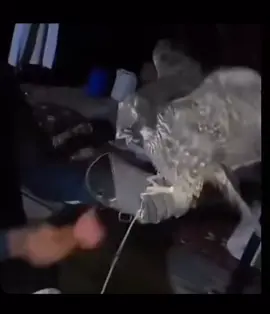 #وحش #اكسبلورexplore #اكسبلور #طير #صقر #صقاقير #صقاره #السعوديه #falcon #falconry #طرح 