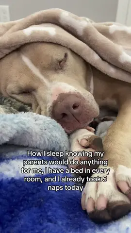 The life. #dogs #dogsoftiktok #dogvideos 