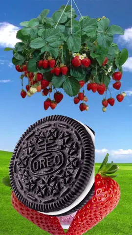 I don’t think it’s Oreo’s birthday but I love Oreo’s 🍜🍪⚫️⚪️⚫️ #CapCut #oreo #happybiryhday #strwaberry #templetcapcut #iloveyou #nature #fyp 