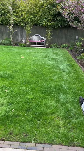 Late spring lawn striping with the EGO LM1903E-SP battery powered lawn mower fitted with the rear roller kit. What a great addition this mower has been to the business this year! It’s been great to use so far - Really impressed with its performance & would definitely recommend it to anyone thinking about switching over to battery equipment 👍🏼👌🏼😎🔋🌱@EGO Power Plus Europe  #lawnmowing #lawnmower #grasstok #grasscutting #fyp #foryourpage #satisfying 