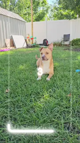 🐾♥️