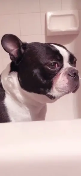Muy enojado #dogbath #funnydog #bostonterriersoftiktok #bostonterrier #funnydogvideos 