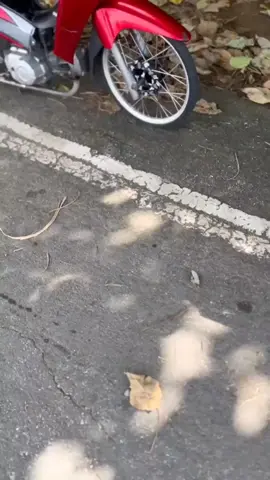 ไม่ต้องถาม53/0#บอดี้เวฟ❤️🚀#เวฟ110iเเดงเทา #ซี่โครงไก่  #เวฟ110iทรงเชง🔴 