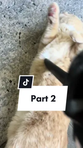 Archie really doesn’t have the same relationship with the regular vacuum 😆 #vacuum #part2 #archie #orangecats #orangecat #orange #mrarchiecat #catsoftiktok #funnycat 