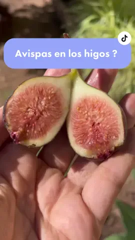 El higo “Ficus carica” es una delicia de verano, y tiene un mutalismo super interrsante con un tipo de avipas.  • • • • • #higos #higosyavispas #avispas 