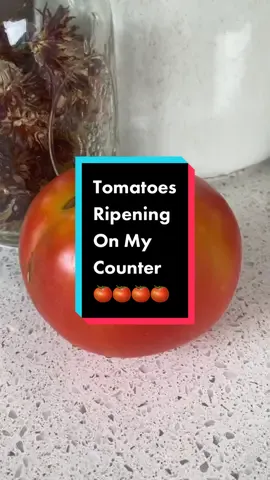 I like to harvest my tomatoes at the breaker stage, when they are just starting to show their color. This helps prevent cracking (which invites bugs and rotting) and helps prevent bug and other critter damage. A lot of people asked to show how long it takes for my tomatoes to ripe after harvest. This was a span of 4 days. Both tomatoes were as delicious as if just harvested off the vine. #ripetomatoes #tomatoharvest #longervideos #homegrowntomatoes 