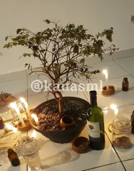 Jurema é ciência nobre...🌿. Ponto de defesa da Jurema Sagrada 💚🌿. #catimbó #status #fy #juremasagrada #catimbojurema #pontosdajuremasagrada #juremasagradapontos #mestresdajurema 