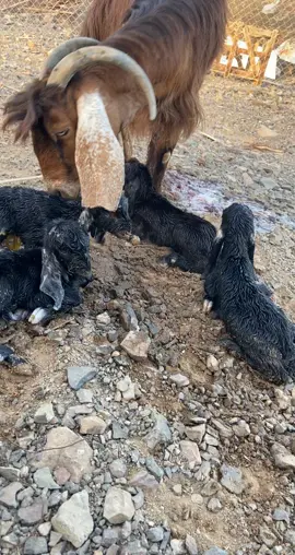 اذكرو الله🤍🤍🤍. #معزا #عوارض #غنم 