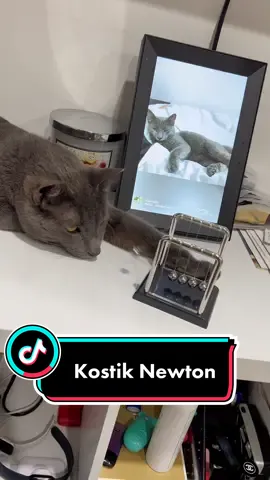 Kostik Newton #shein 