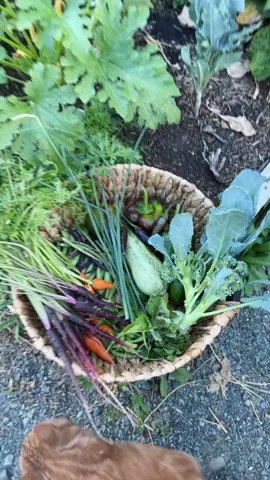 Tonight’s #gardentotable dinner! So excited to have my little sister here 💕 #growyourownfood #gardenharvest #gardentoplate #dinner #organic 