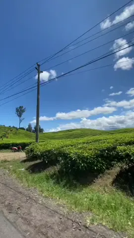 #CapCut #batak #lagubatak #soundviral #storybatak #soundbatak #soundbatakviral #wisata #kebunteh #simalungun #sumut #bataktiktok #bataktoba #batakkeren #horas #batak #fyp 