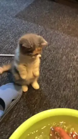 rasa ingin melahap 10000000%!!!! 😼 #pet #catlover #cutecat #cat 