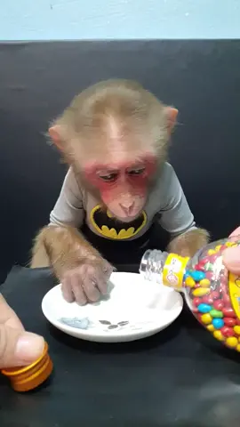 Adorable Baby Monkey Review Chocolate Mini.#monkey #monkeybaby #monkeyeat #cutemonkey #animalmonkey #foryou #foryoupage #viral #viralvideoSuper Cute Monkey Review Strawberry Candy.#monkey #monkeybaby #monkeyeat #cutemonkey #animalmonkey #foryou #foryoupage #viral #viralvideo