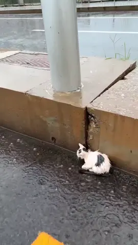 respect #poorcat #straycat #rescuecat #respect #cat #cats #kitten #fyp #foryou #synthetic009pets #trending