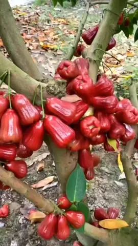 Beli bibit dan pohon jambu citra, klik link kontak admin di bio