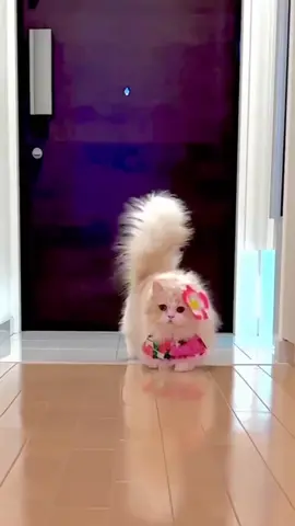 I love my kittycat ❤️❤️❤️ #fyp #vyp #catslovers #catsvideos #catsoftiktok #sweet_cats #sweet_cats #funnycats #gattiditiktok #gatti #pets #animals #kittycat #gattitiktoker❤😍😊🐈 