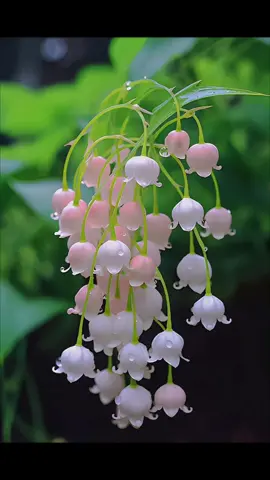 Theo truyền thuyết, chỉ cần nhận được hoa Linh Lan, bạn sẽ nhận được may mắn, vì hoa Linh Lan tượng trưng cho hạnh phúc. Ngoài ra hoa còn mang lại ý nghĩa sâu sắc về tình yêu, sự thuần khiết. #sốngtửtế 