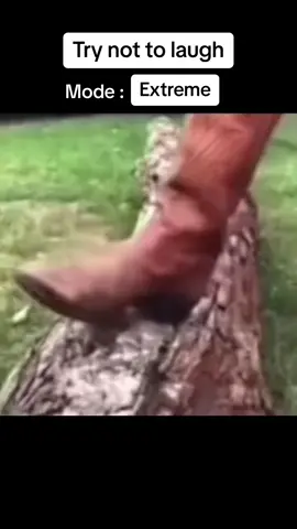 😂 #fyp #fypシ #foryou #foryoupage #getthisviral #trynottolaugh #viraltiktok #memes #blowthisupovernight 