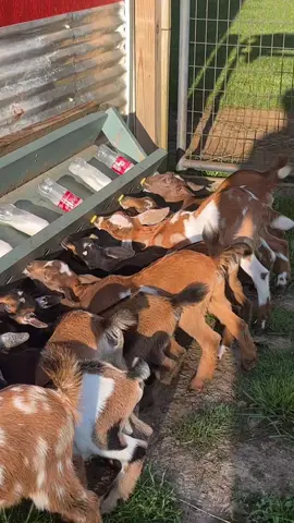 Best way to wake up #fyp #viral #babygoat #bottlefeeding 