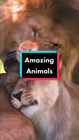 Experience the savage love between lions and lionesses, as they embrace the wild romance of nature. 🦁❤️  See more 🐻@Nature Symphony  🐎@Nature Symphony  🦈@Nature Symphony  #SavageLove #LionLove #WildRomance #lions