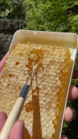 🍯 🍯 🍯 