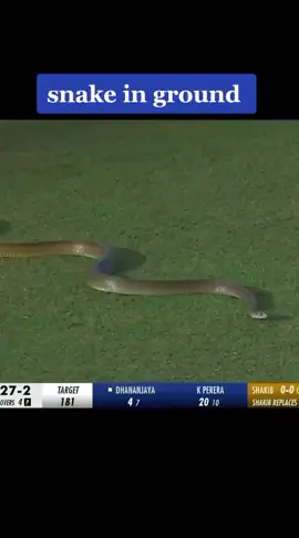 snake in ground match lpl#cricket #foryoupageofficiall #foryou 
