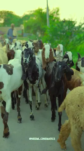 A herd of goats 🌿 🐐 #GoatLife #NaturePlaytime #HerdHappiness #GoatsOnTheGo #cinematics #neemi_cinematics #villagelife #desi #punjab #foryou 