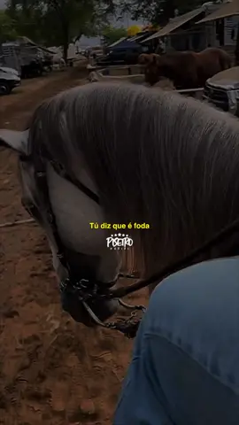 Tú diz que é f0d4✌🏻😮‍💨🎵 #forro #vaquejada #piseiro #cavalo #nordeste #viraltrend #foryou 