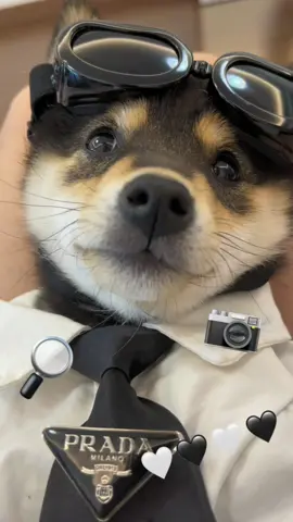 #littlemanyu #shiba #dogsoftiktok #cute 