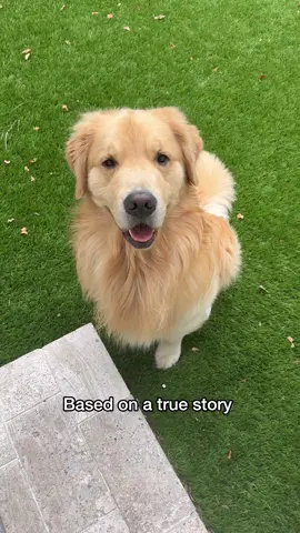 Kevin always comes inside when he knows he is getting his daily WHIMZEES by @Wellness Pet Food #WellnessPet