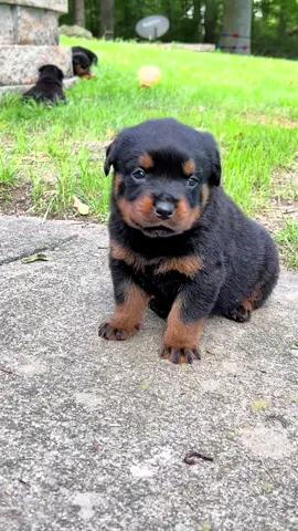 Rottie puppies first howl! #rottweilersoftiktok #rottweilerpuppy #hausdermachtrottweilers #puppyhowling 
