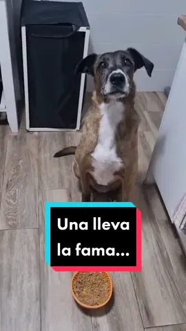 Si quieres probar @dogfydiet te dejamos un 30% de bienvenida, que puedes sumar a su 30% de la web.  Es comida natural cocinada a fuego lento y congelada. Yo les daba pienso de gama alta previamente pero el cambio que ha dado Wilma concretamente ha sido espectacular. Antes tenía dolor de tripa y vómitos frecuentes y lleva un año y pico sin ninguno. A mí me han ganado totalmente desde que colaboramos con ellos. Lo recibirás congelado cada 14 días y desde la web podrás gestionar tu suscripción, por si quieres pausarla o cambiar la dirección o los menús. Este vídeo es del año pasado, pero quería que vierais que Vespa no es como os imagináis tod@s 🤣 es peor la pelos locos que va de buena. #dogfydiet #dogfy #perro #perros #Vespa #Wilma 
