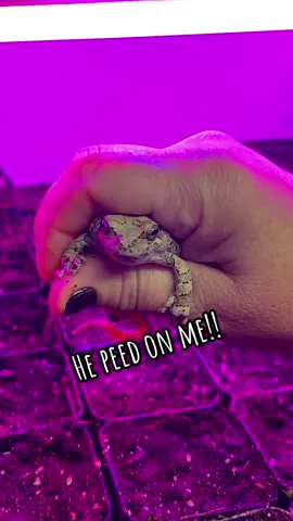 Where did you come from?? No idea! 😂 . #garden #seedstarting #seedstarts #growlights #how #wheredidyoucomefrom #noidea #treefrog #gardenhelper #again #surprise #woah #frog #hepeedonme 