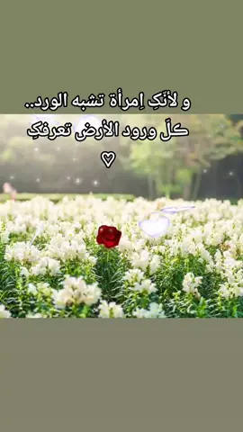كالوردة انت🌺🌺 #هدوء🥀 #explore #capcut #عبارات #ورد #تصويري #تصويري📸 