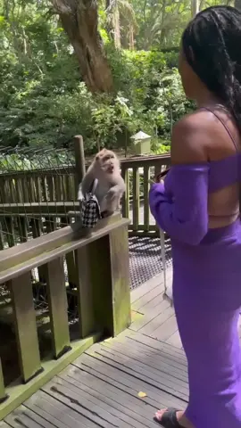 Monkey attempts to rob a woman in Bali 