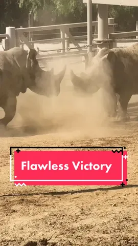 Sparing is an important part of rhino social behavior 🦏 💥🥊 🦏 #flawlessvictory 