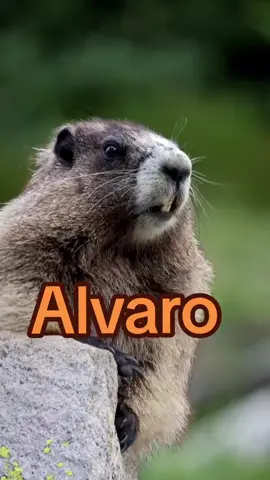 @alvarovalladares #alvaro #funny #funnyvideos #sigueme_para_mas_videos_asi #fypシ゚viral #fypシ #fyp 