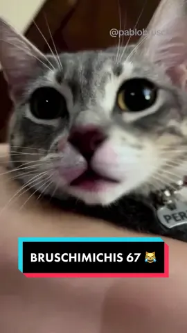 BRUSCHIMICHIS 67 😹❤️🐈 - insta twitch yt: Pablo Bruschi ⚡️ #comedia #humor #viral #fyp 