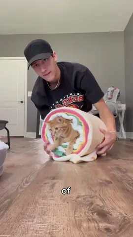 the beautiful proccess of the beloved purrito 