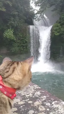ど迫力の音と水量　慈恩の滝　大分県日田市　Cat cute video　♯shorts　♯ネコおもしろ　♯ネコかわいい　♯猫おもしろ　♯猫かわいい　♯ネコ　♯猫　♯Cat cute 　♯Cat 　♯慈恩の滝　♯滝　♯秘境　♯マイナスイオン