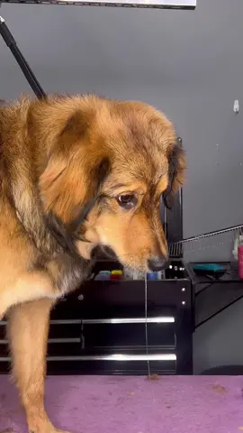 #dogs #funnydogs #doggrooming #dogsbylogan 