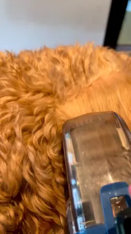 Brushing your doodle (or other long-haired pup) is and will always be a chore. Causing strain your wrist, hand and shoulder. For groomers especially, brushing multiple dogs per day can take up lots of time and energy. That is where the Auto Dog Brush Petite comes in! Developed by Labradoodle breeders Hans and Nanja de Koning, the ADB Petite works in the same way as a traditional slicker brush, without the manual brushing movements required. The results speak for themselves! Repost from Obi the Australian Labradoodle 🐾 @obigerschtanowitz on Instagram #adbpetite #autodogbrush #labradoodle #labradoodlelife #doggrooming #doggroomer #doggroomingnz 