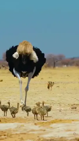 A avestruz é a maior de todas as aves, podendo atingir três metros de altura. Não é capaz de voar, mas pode correr a uma velocidade de 70 km/h. É um animal onívoro de hábitos diurnos. Enquanto se alimenta, mantém seu pescoço abaixado, o que pode ter originado o mito de que coloca sua cabeça em buracos para se esconder.#natureza #avestruz 